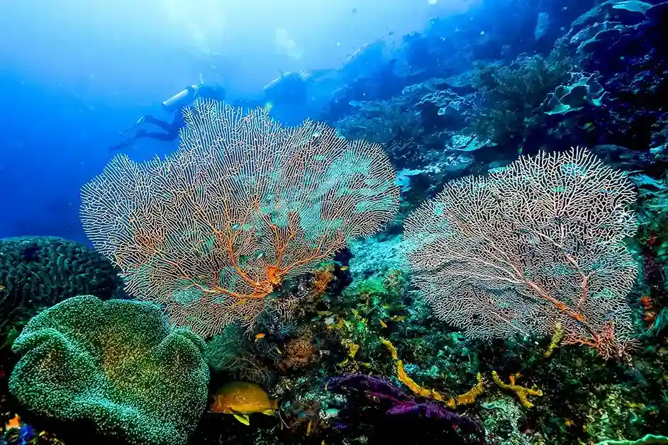 Sea fans and soft coral on a Raja Ampat reef