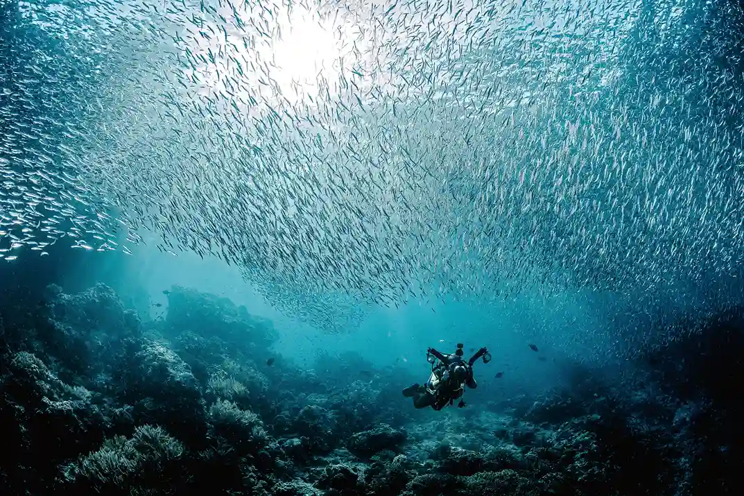 Diver beneath a school of fish in Raja Ampat