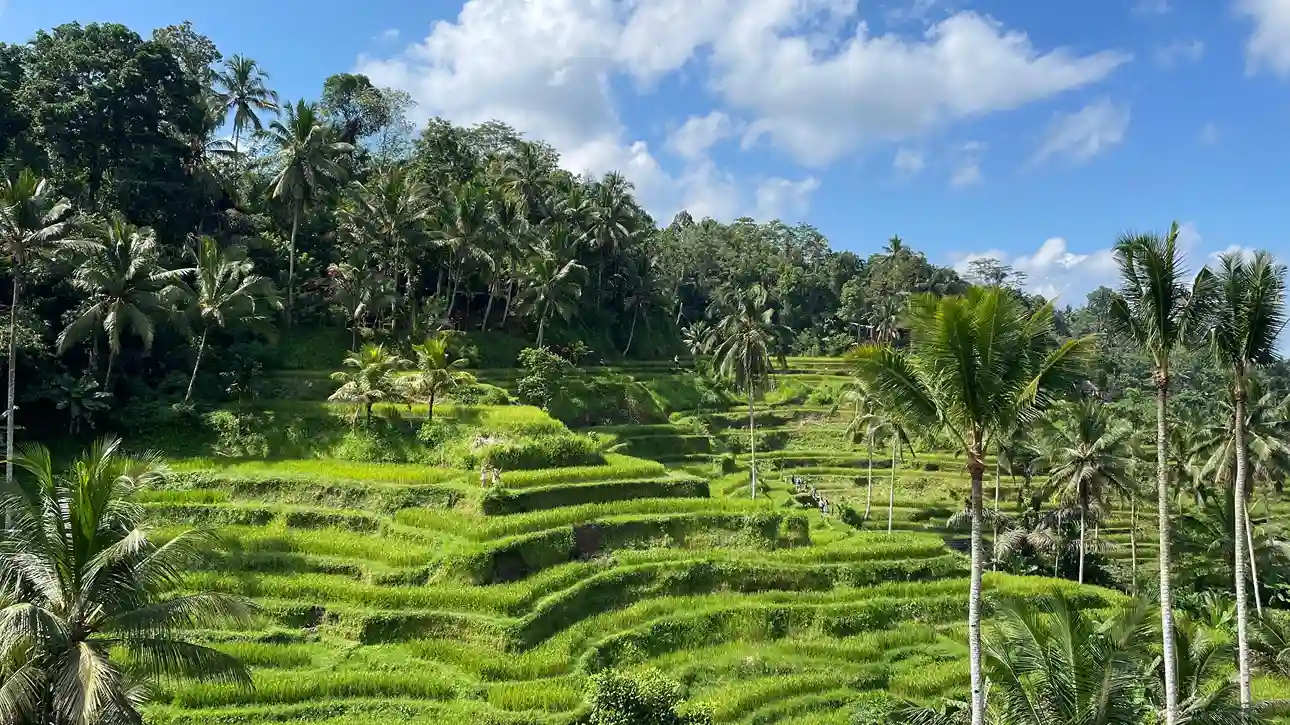 Tegalalang rice terraces near Ubud, Bali